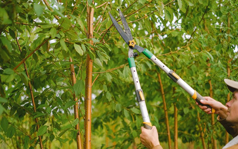 Tree trimming in Hinton, WV